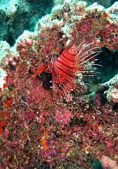 Velidhu - 2013_03_11 - IMG_0518rf_Laffe cornu ou poisson diale ou pterois a antennes - Pterois antennata_Kuda giri_Plongee